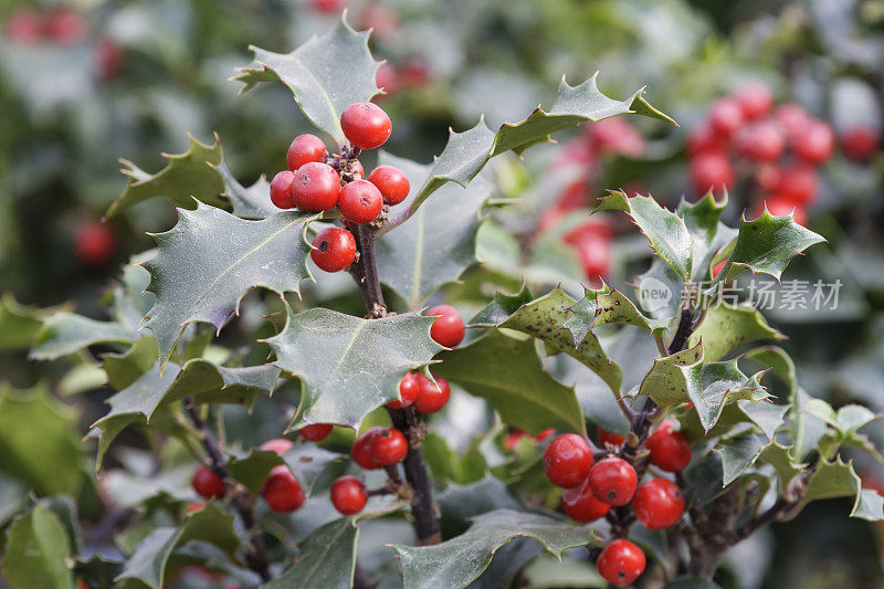 冬青（Ilex aquifolium）